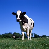 Cows, France