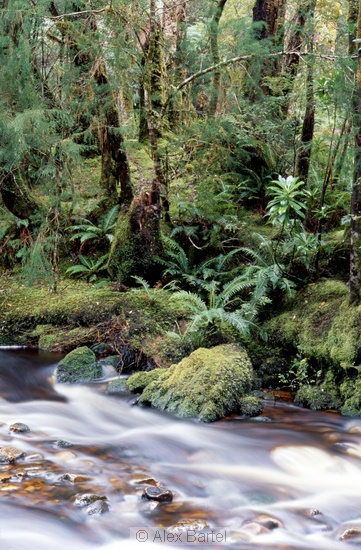 Bird River, Temperate Rain Forest, Tasmania, Australia