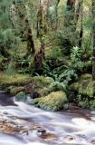 Bird River, Temperate Rain Forest, Tasmania, Australia