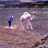 Camel Ploughing, Lanzarote, Canaries